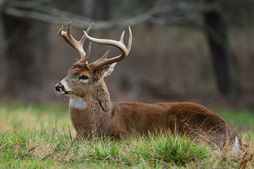 Naklejka na ściany i meble Whitetail in Field in Cades Cove Smoky Mountain National Park, Tennessee