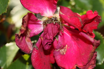 Verblühte Rosenblüte