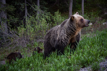 Fototapeta na wymiar Mother Grizzly Bear with her cubs is eating weeds and grass in the nature. Taken in Banff National Park, Alberta, Canada.