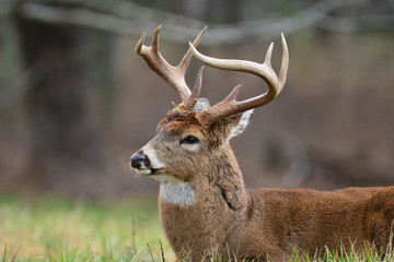 Whitetail in Smoky Mountain National Park, Tennessee