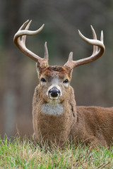 Buck in Cades Cove Smoky Mountain National Park, Tennessee