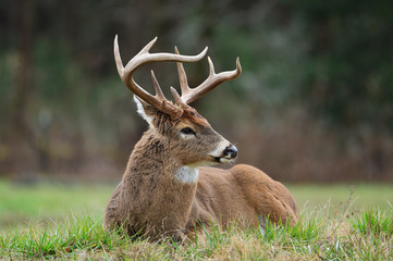 Buck in Cades Cove Smoky Mountain National Park, Tennessee