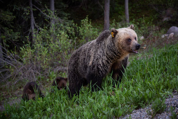 Obraz premium Mother Grizzly Bear with her cubs is eating weeds and grass in the nature. Taken in Banff National Park, Alberta, Canada.