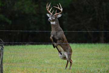 Buck jumping fence in Cades Cove Smoky Mountain National Park, Tennessee