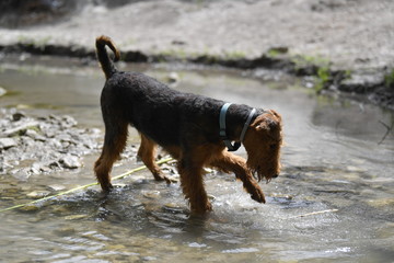 Airedale Terrier dog - puppy 6 month old.