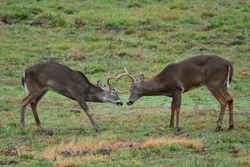 Naklejka na ściany i meble Bucks in Smoky Mountain National Park, Tennessee