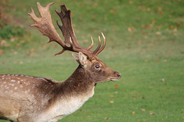 Deer