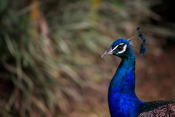 Obraz premium Peacock Portrait Image, Close-Up Soft Background Narrow Depth of Field, Bird Image