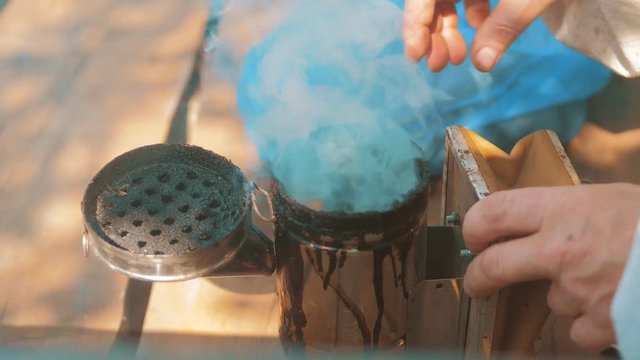 bee-maker of a smoke pipe beeper smoker device for repelling evil bees. slow motion video apiary lifestyle. beekeeping concept bee agriculture
