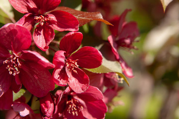 Floral summer background, soft focus. Blooming appletree. Blurred background.