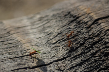 Ants in the rainforest