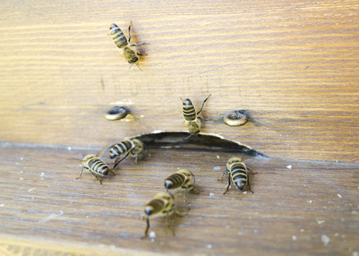Bienenbeute