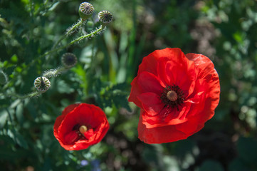 red poppy flower, floral background
