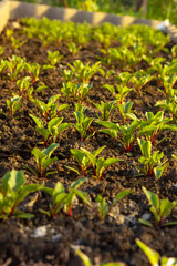 Kitchen-garden. Beet sprouts. Ridge.