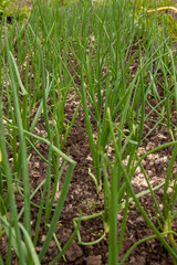 Kitchen-garden. Green onion sprouts. Ridge.