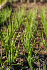 Kitchen-garden. Green onion sprouts. Ridge.