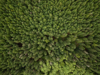 Vue aérienne d& 39 en haut sur les arbres verts de la forêt. Pris en Colombie-Britannique, Canada.