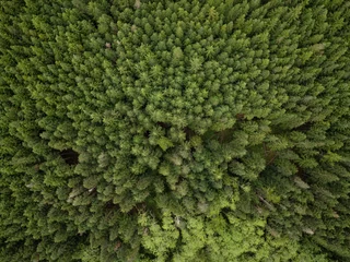 Keuken spatwand met foto Luchtfoto van bovenaf op de groene bomen in het bos. Genomen in Brits Colombia, Canada. © edb3_16