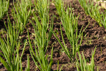 Kitchen-garden. Green onion sprouts. Ridge.