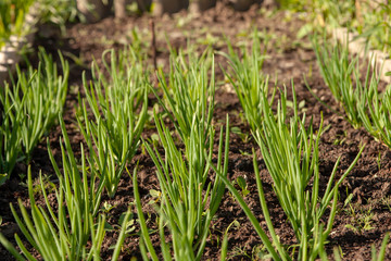 Kitchen-garden. Green onion sprouts. Ridge.