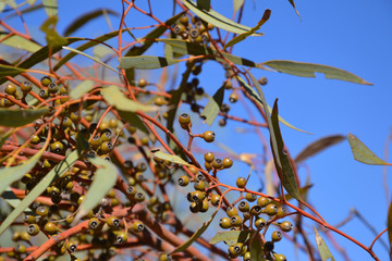 Eucalyptus Australia