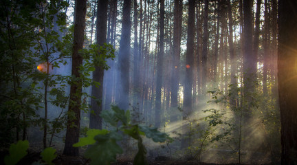 Fototapeta na wymiar Smoke in the woods, the rays of the sun illuminate the smoke