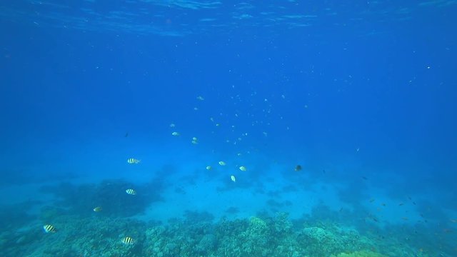 Nurkowanie. Egipt. Dahab
