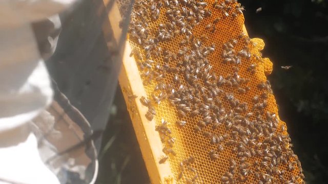 the beekeeper working in the apiary framework for honey bees fly swarm multi colored beehive slow motion video. beekeeper holding a lifestyle honeycomb full of bees. Beekeeper inspecting honeycomb
