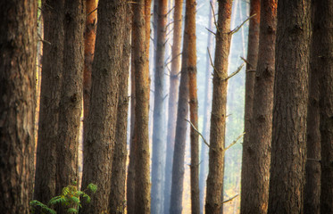 Smoke in the woods, the rays of the sun illuminate the smoke