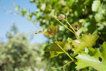 shoots of grapes, young green leaves and mustache