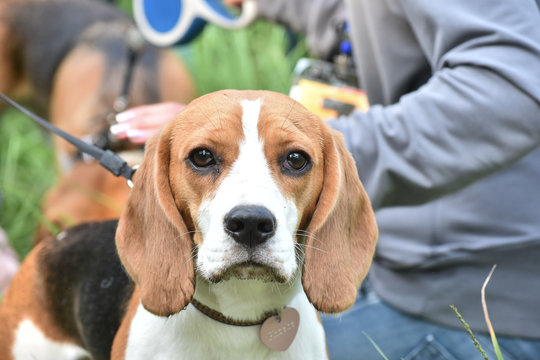 Beagle girl. Portret in forest.