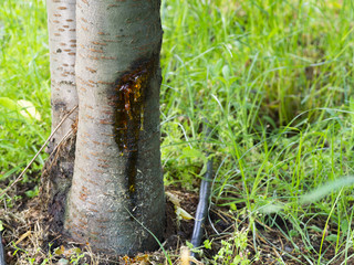 cherry tree disease