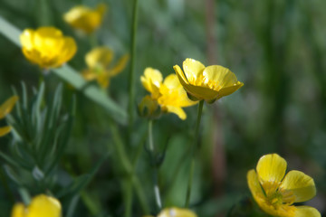 Buttercup flowers close-up on the background of the field. Beautiful soft focus.