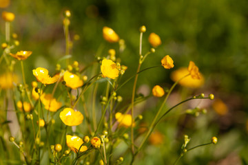 Buttercup flowers close-up on the background of the field. Beautiful soft focus.