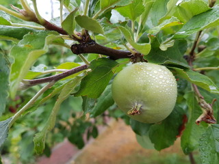 green apple on a branch