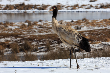 Black-necked crane standing in the snow. Bird is looking directly at the viewer