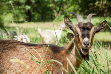 funny brown goat with horns in green grass