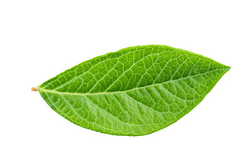 Fototapeta na wymiar blueberry leaf on a white background