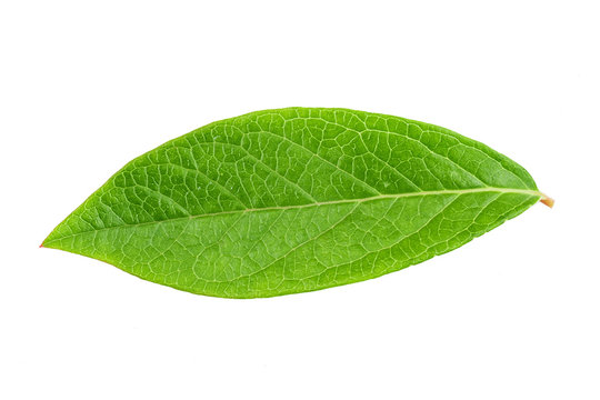 Blueberry leaf clipping path