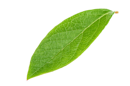 Blueberry leaf clipping path