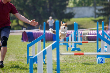 Dog with handler jumping over hurdle in agility competition