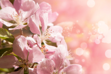 Floral summer background, soft focus. Blooming appletree. Blurred background.