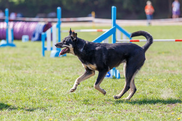 Running dog on its course in agility competition. Abstract dog sport background with copy space