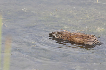 Cub Ondatra soiled head in the mud... 