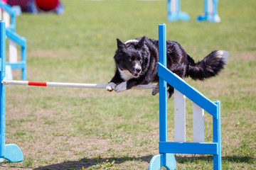 Border collie jumping over hurdle in agility competition