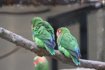 sleeping lovebird
