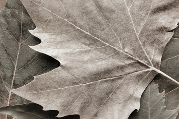 Macro image of plane tree leaves, nature background