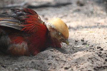 golden pheasant 2