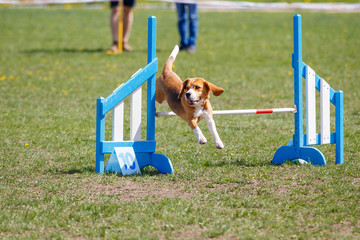 Beagle jumping over hurdle in agility competition