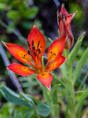 Red prairie lily